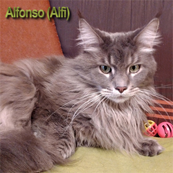 Alfonso of Fluffy-Bouncyball