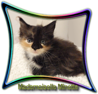 Mademoiselle Minette
